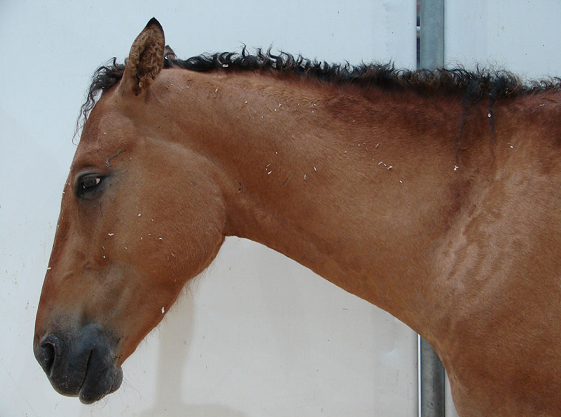 posizione di chiusura, depressione, nel cavallo