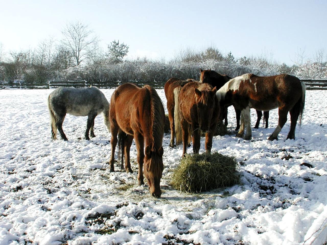 cavalli in gestione naturale in gruppo che mangiano fieno nella neve