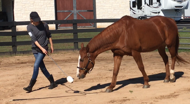 Uso del target training con un cavallo