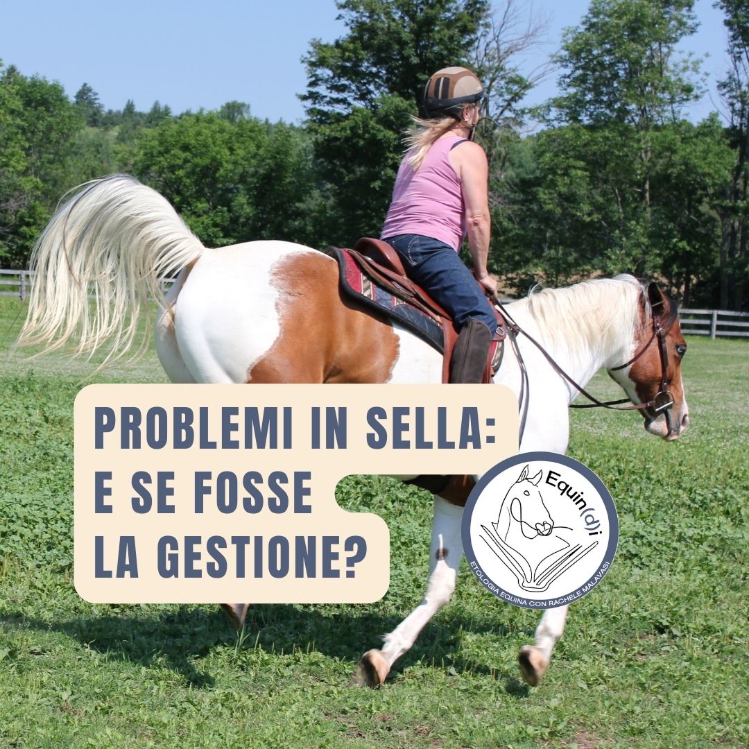 un cavallo sgroppa con il sella una persona: se il problema fosse la gestione?