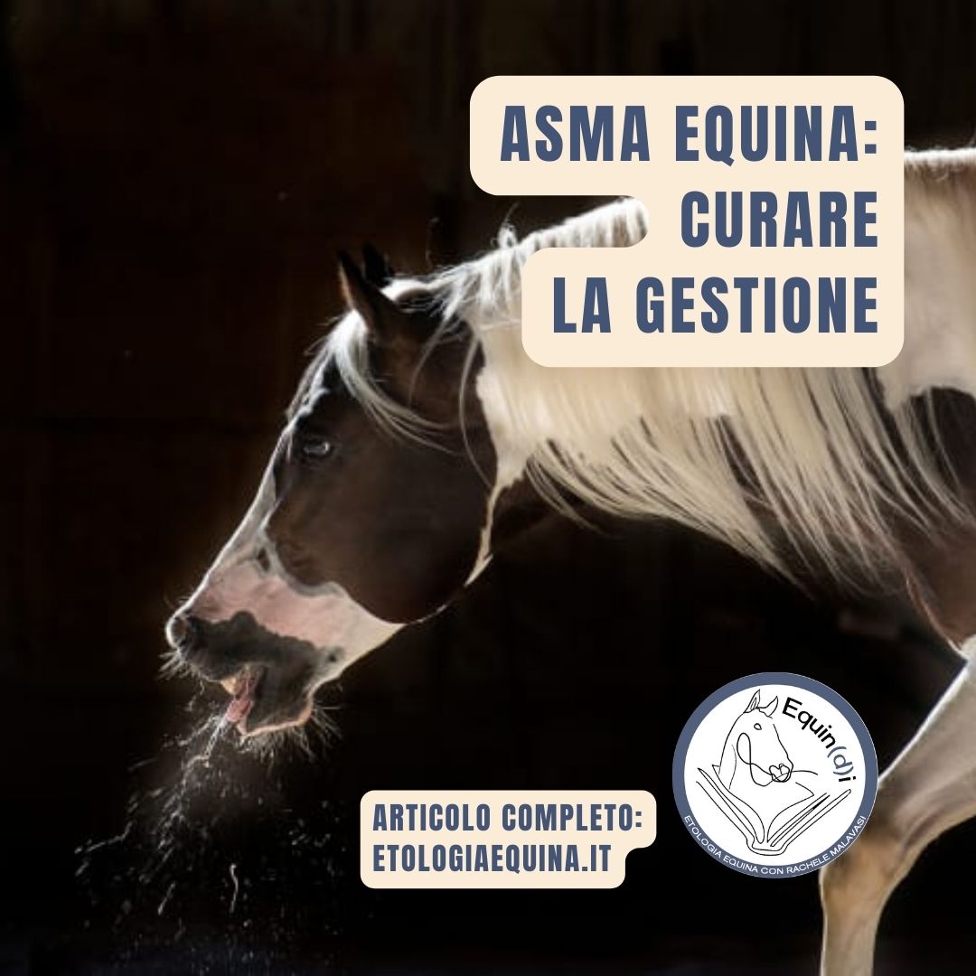 curare la gestione per prevenire l'asma equina