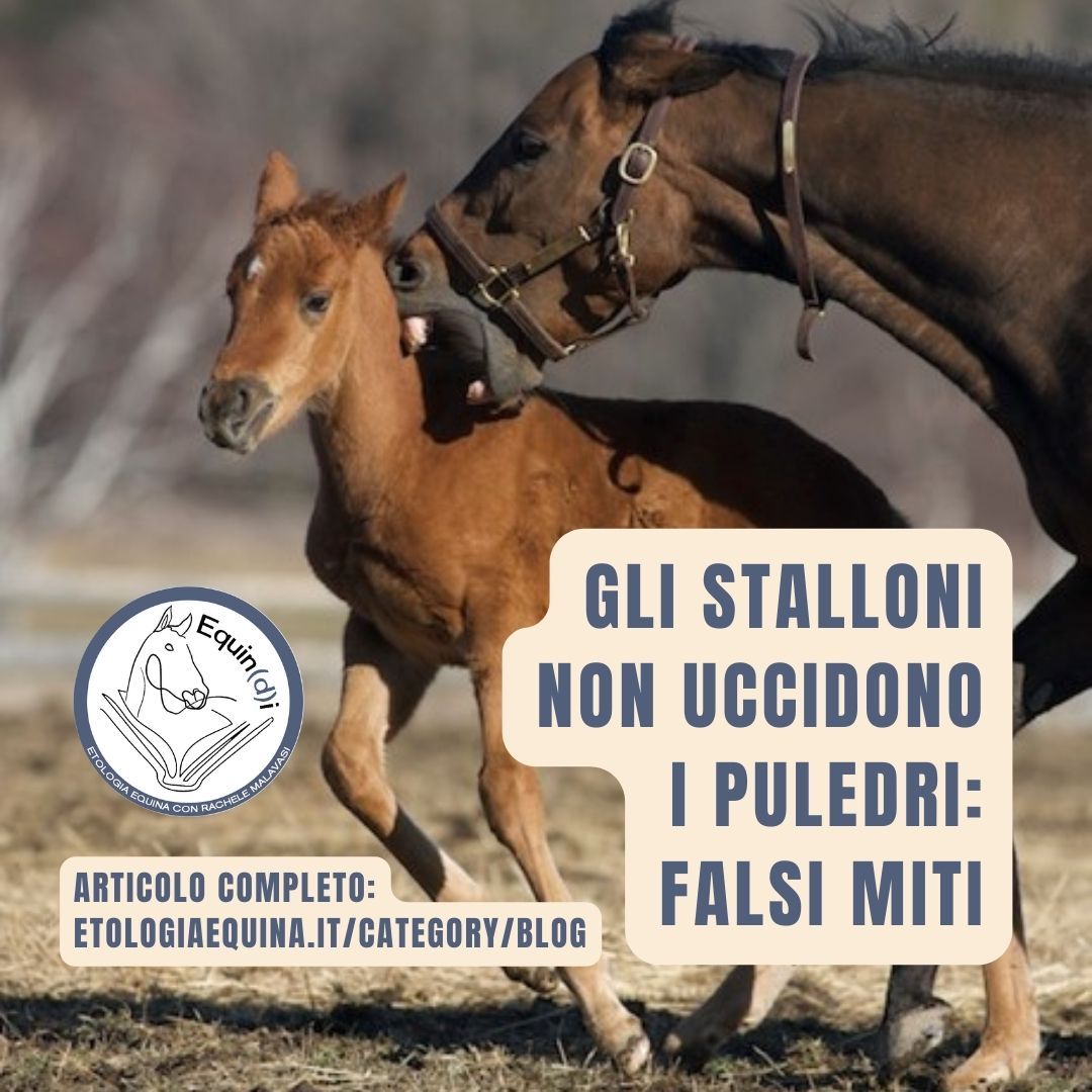 Gli stalloni non uccidono i puledri