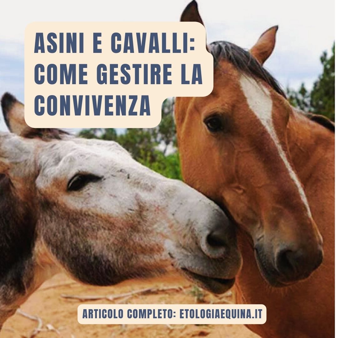 Asini e cavalli sono diversi: come gestire la convivenza