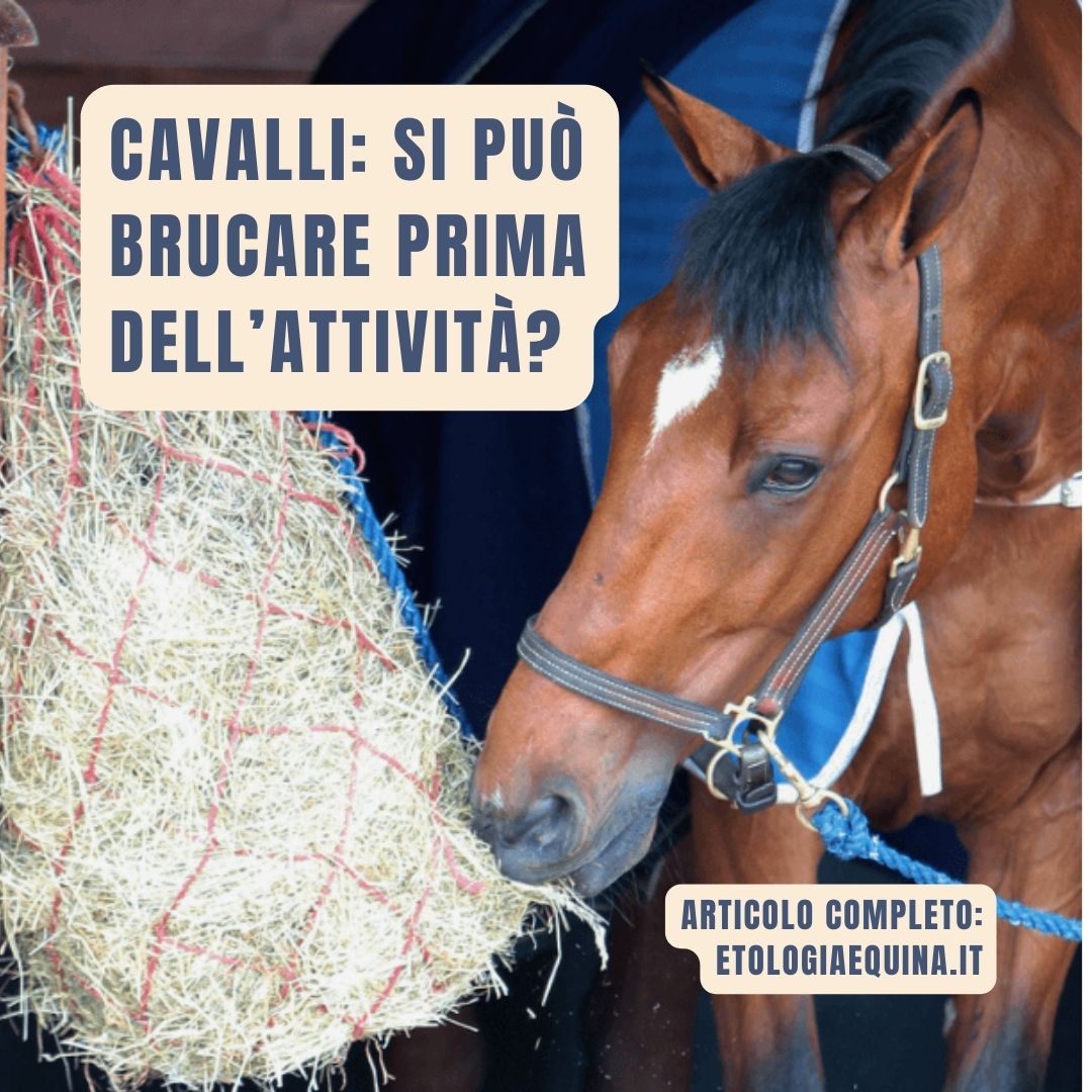 brucare prima di ogni attività per i cavalli va bene