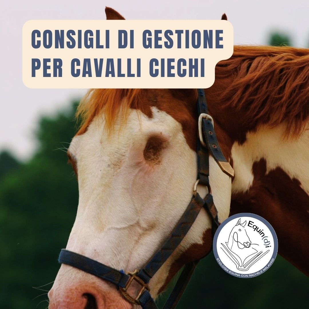 consigli di gestione per cavalli ciechi