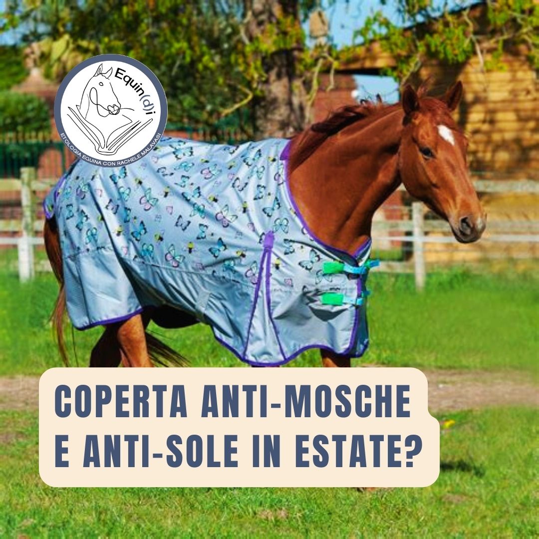 La coperta estiva contro sole e mosche è dannosa per il cavallo