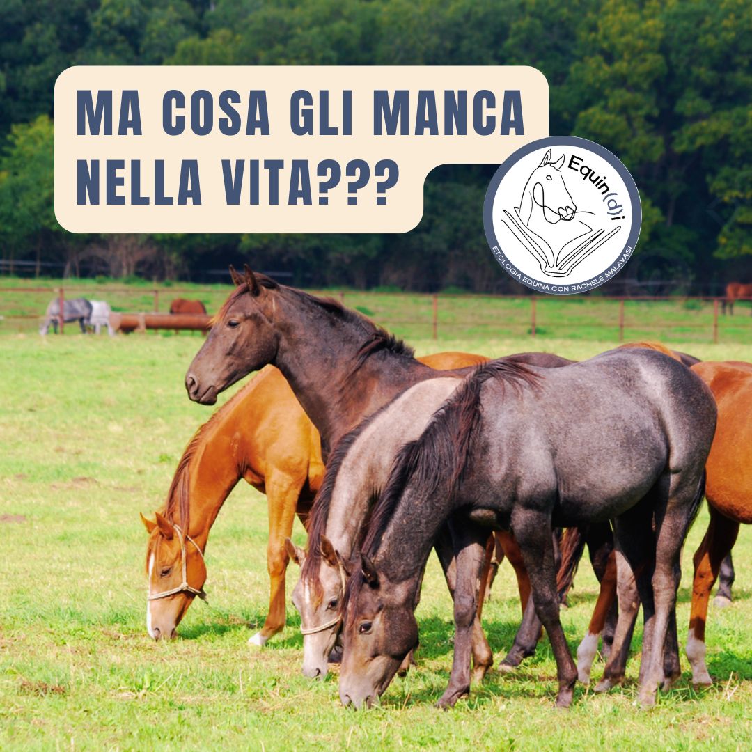 Ma cosa manca ai nostri cavalli? Natura e gestione domestica