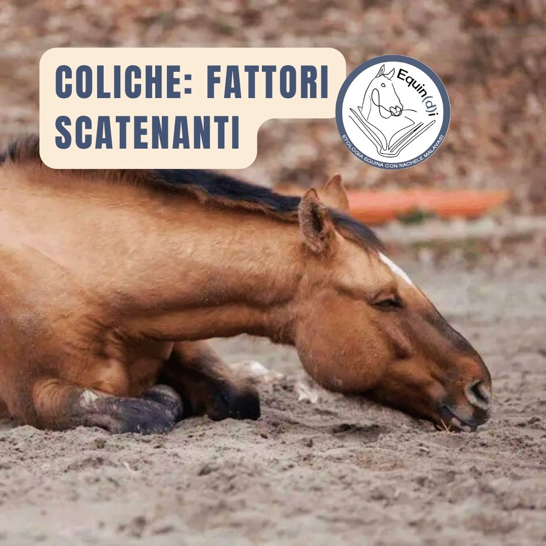 fattori scatenanti delle coliche nei cavalli