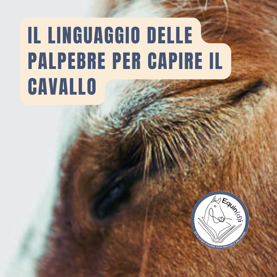 il linguaggio delle palpebre per capire il cavallo_etologia equina malavasi