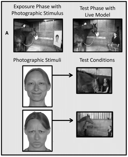 Test cognitivo per il riconoscimento delle emozioni umane da parte del cavallo