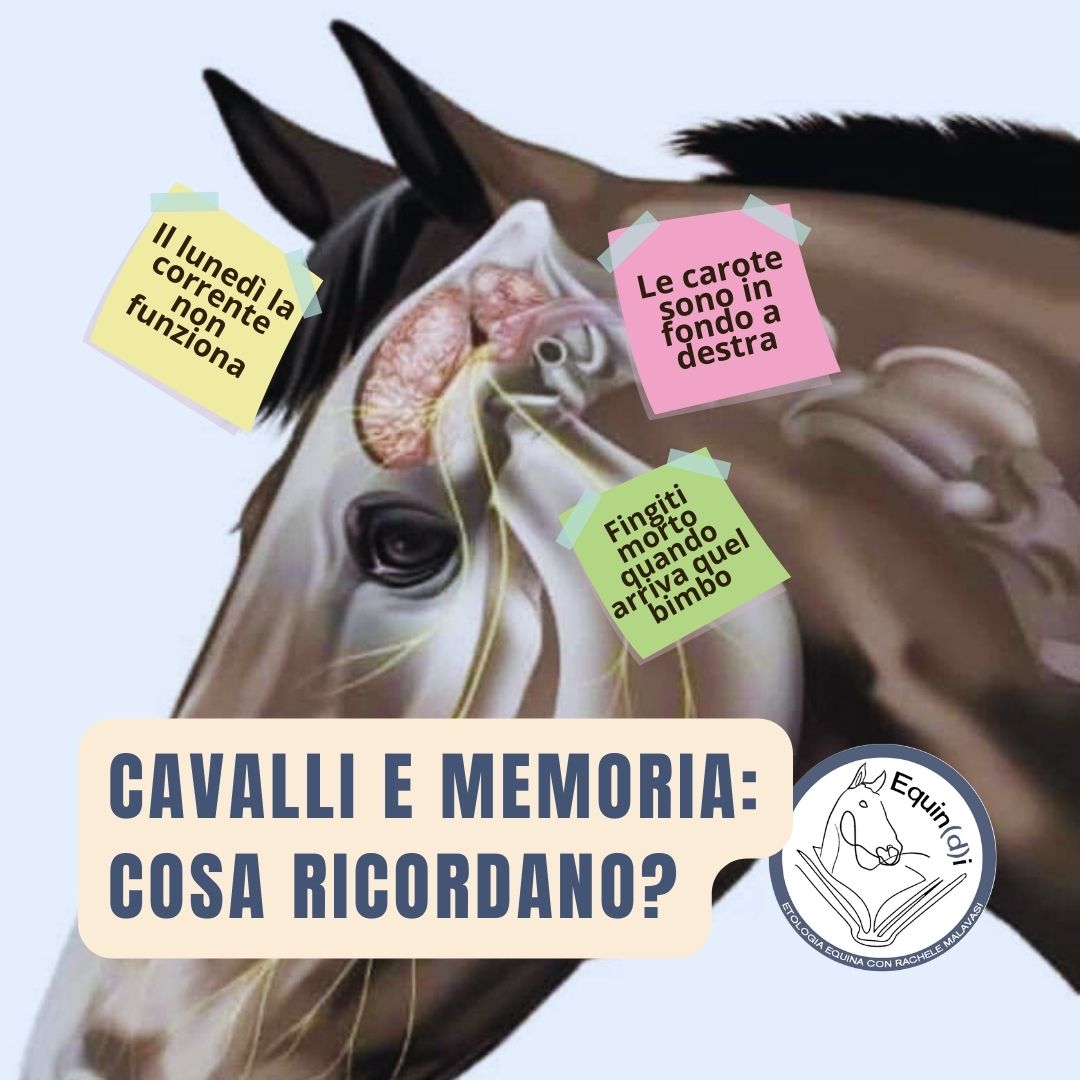 Cavalli e memoria: cosa ricordano?