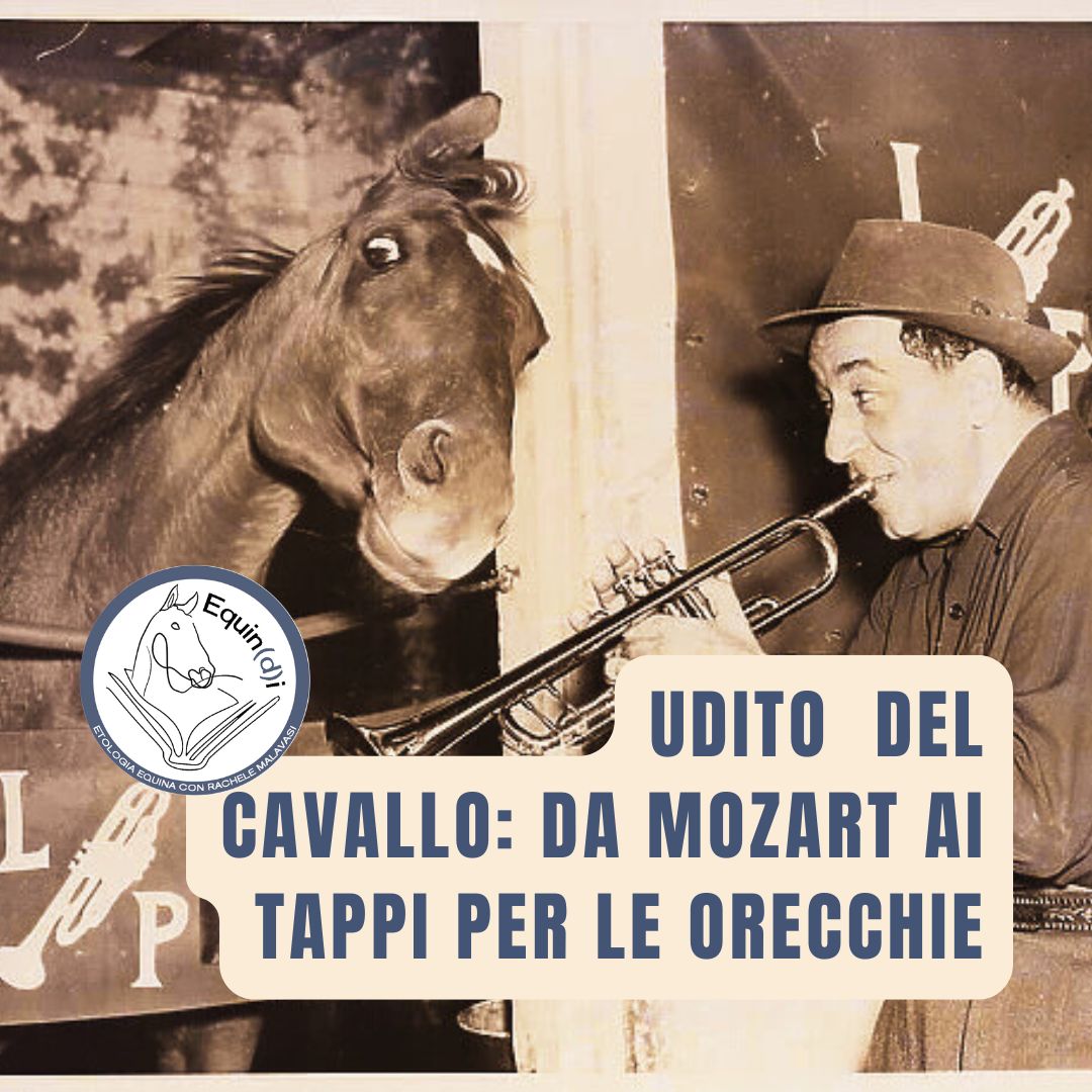 udito dei cavalli e percezione della musica