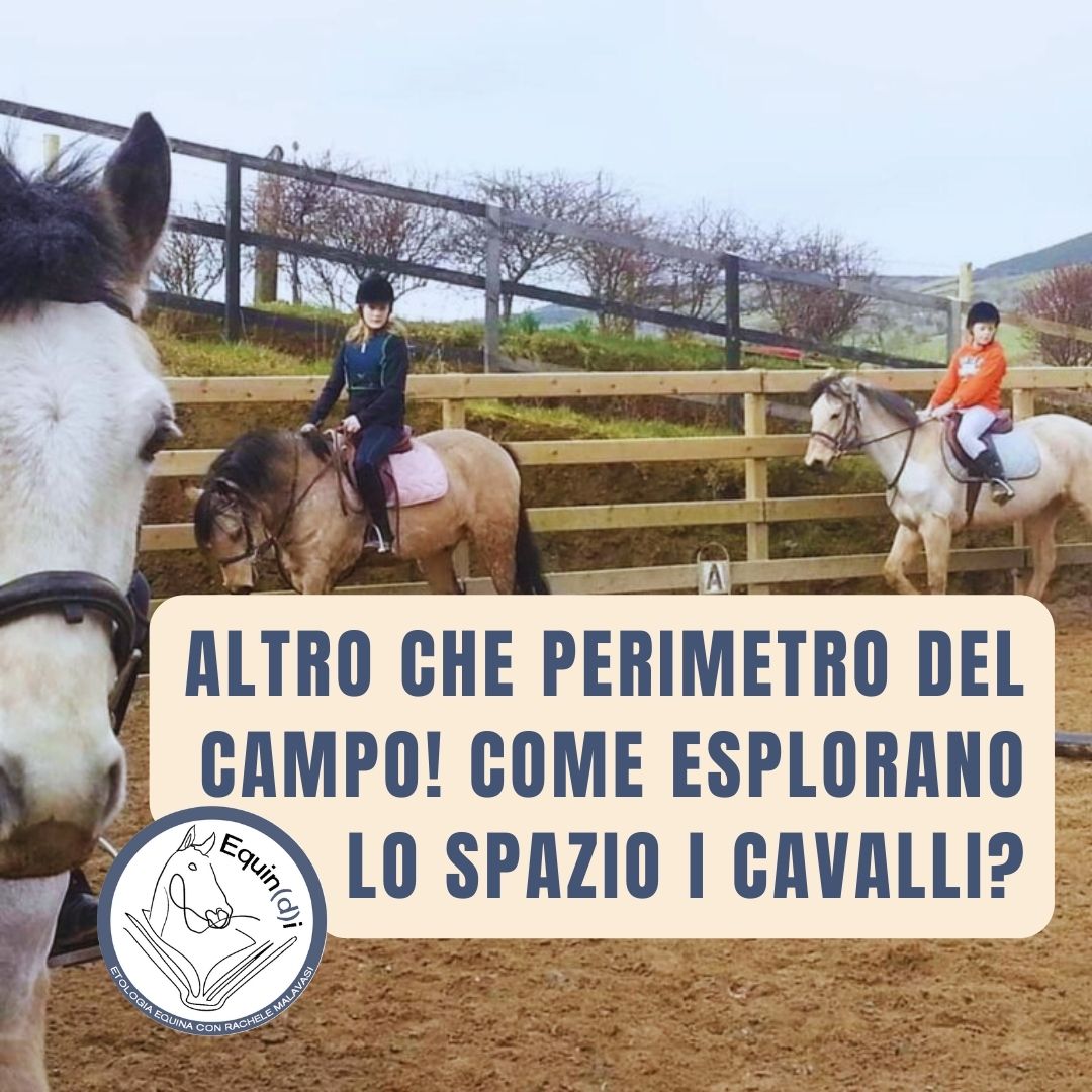Altro che perimetro del campo! Come i cavalli esplorano lo spazio