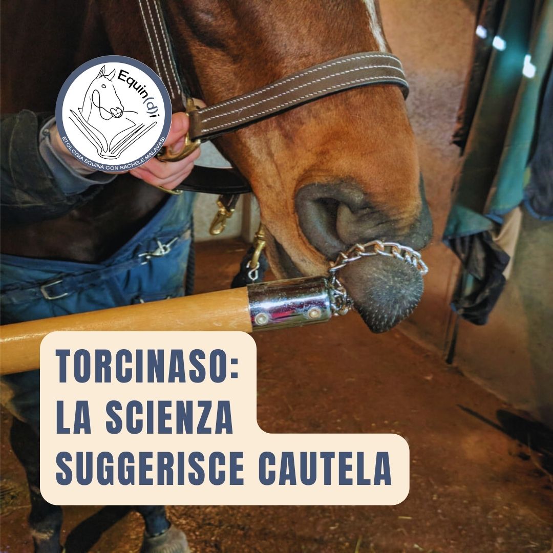 Torcinaso e cavalli - la scienza suggerisce cautela