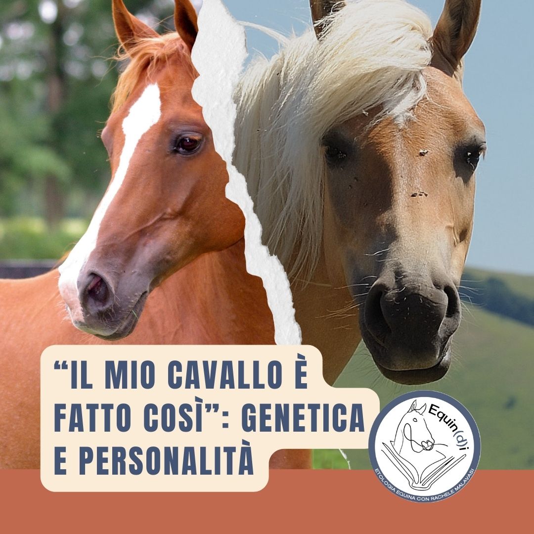 Il mio cavallo è fatto così: genetica e personalità equine