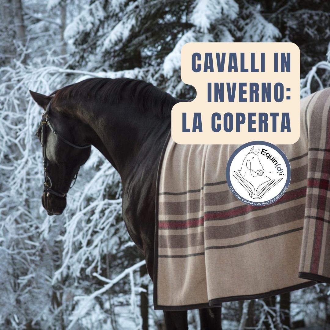 Cavalli in inverno: mettere la coperta sì o no