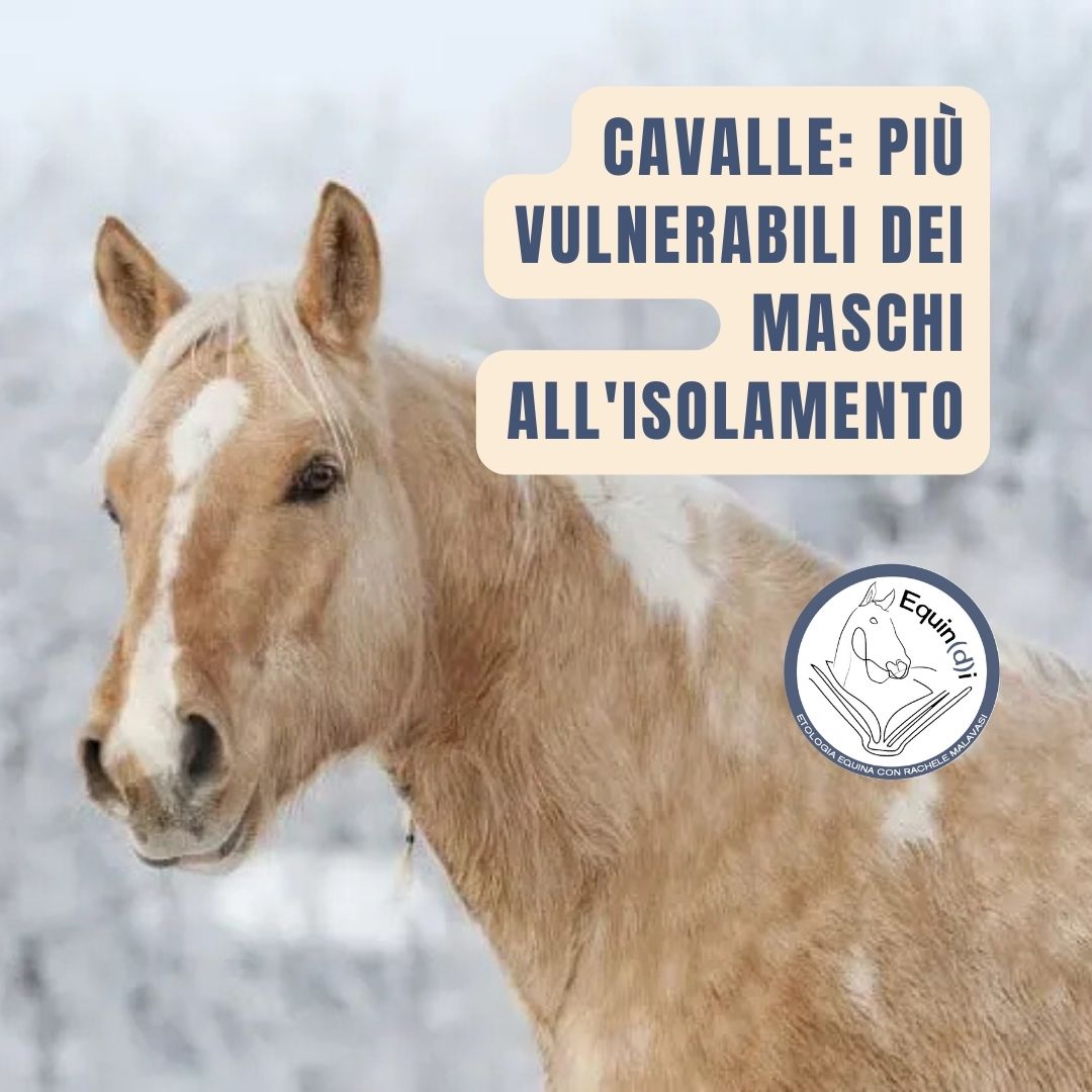 Le cavalle sono particolarmente sensibili all'isolamento sociale