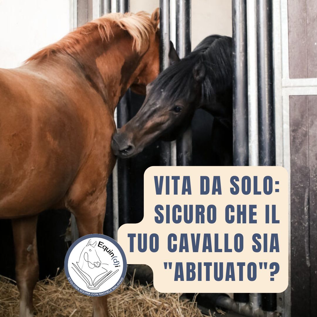 cavallo solo abituato sicuro etologia equina malavasi