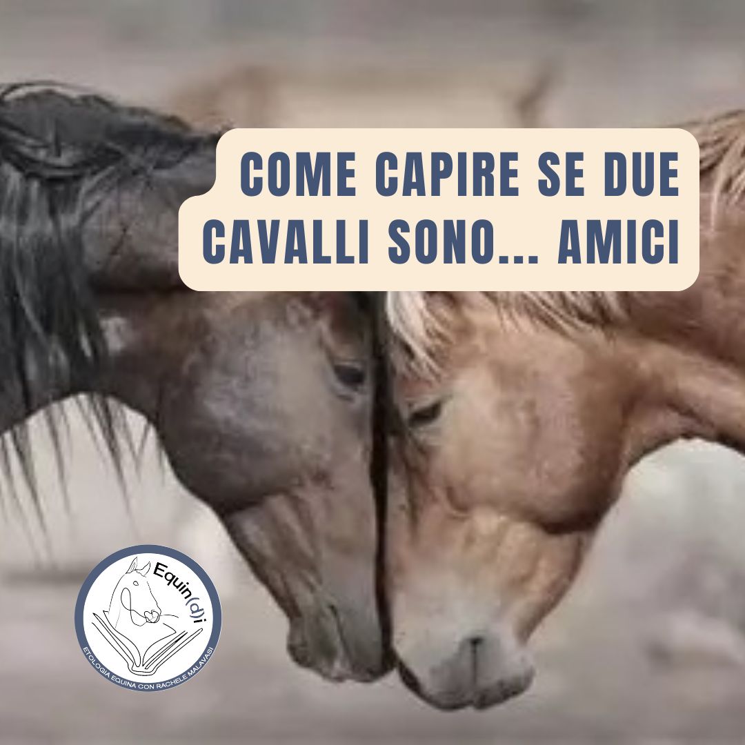 come capire se due cavalli sono amici_quadrato