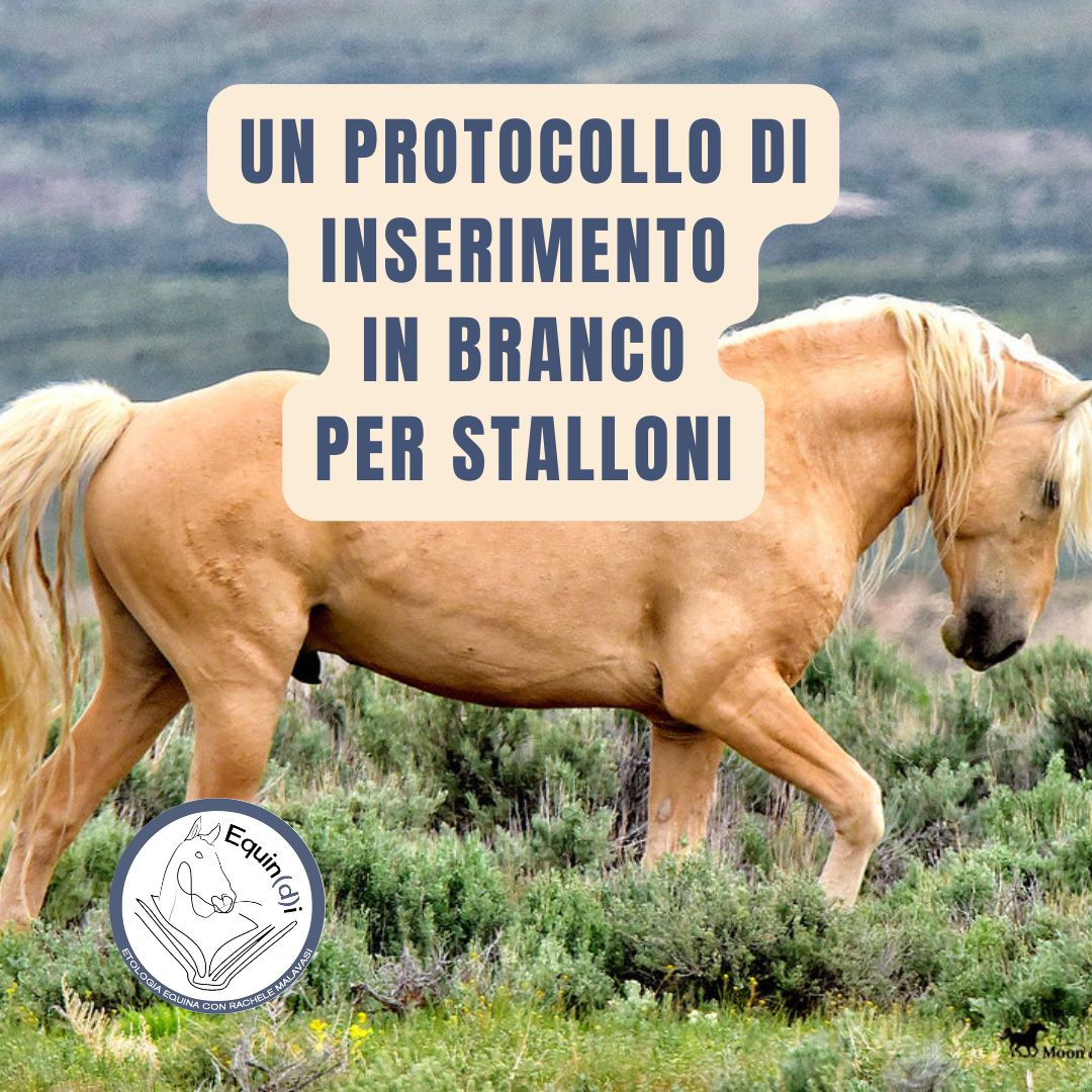 protocollo di inserimento in branco per stalloni