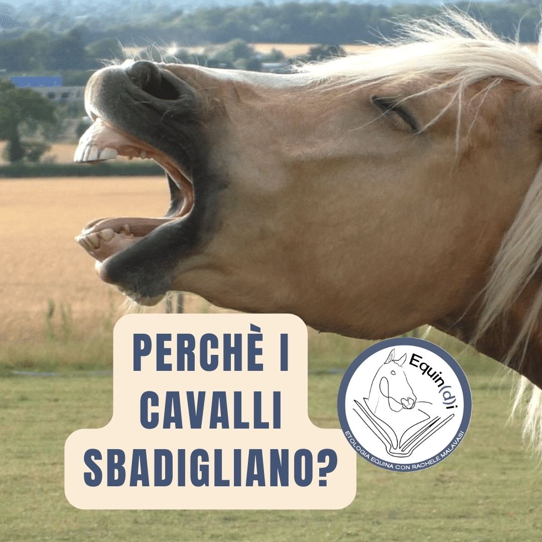 perchè i cavalli sbadigliano