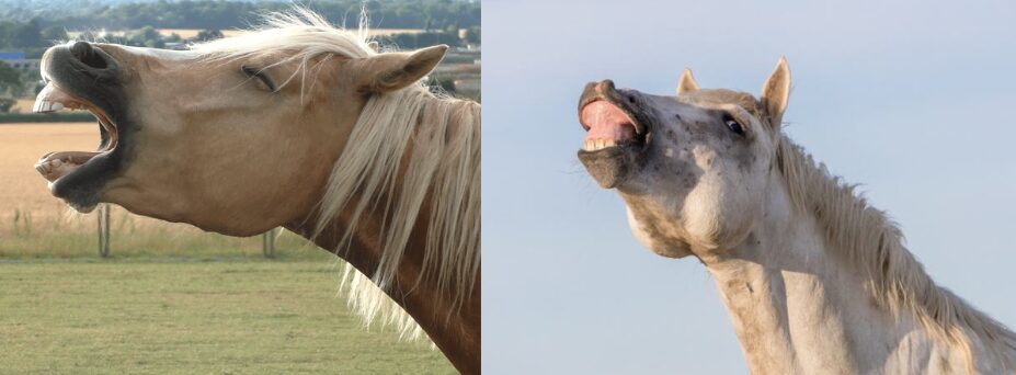 differenza fra sbadiglio e flehmen del cavallo