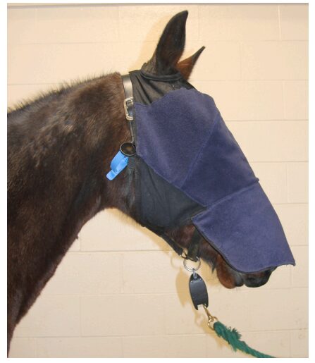 cavallo bendato
