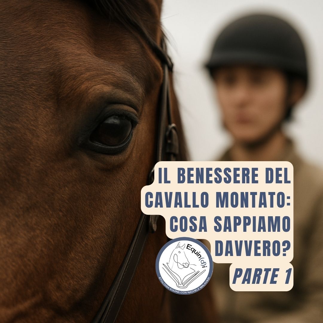 Benessere cavallo montato_1_intro