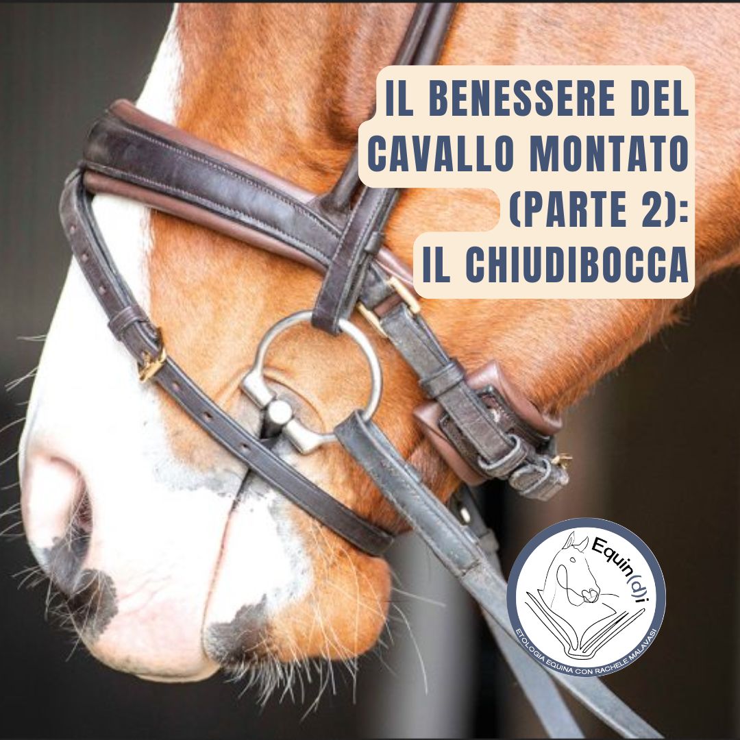 Benessere cavallo montato_2_chiudibocca