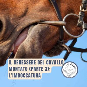 il benessere del cavallo montato: l'imboccatura