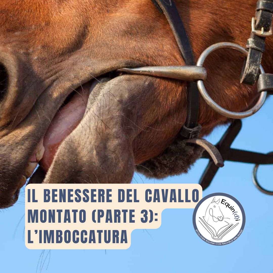 il benessere del cavallo montato: l'imboccatura