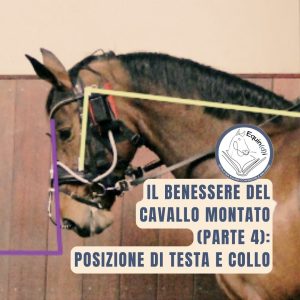 Benessere del cavallo montato: la posizione di testa e collo - formato quadrato